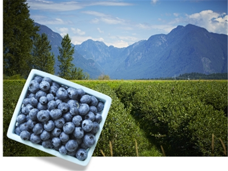 IQF速冻BC蓝莓，锁住营养与健康